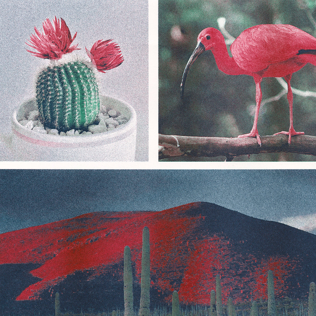 Photographs of a cactus, bird, and landscape Risograph printed in steel, cranberry, and agave ink