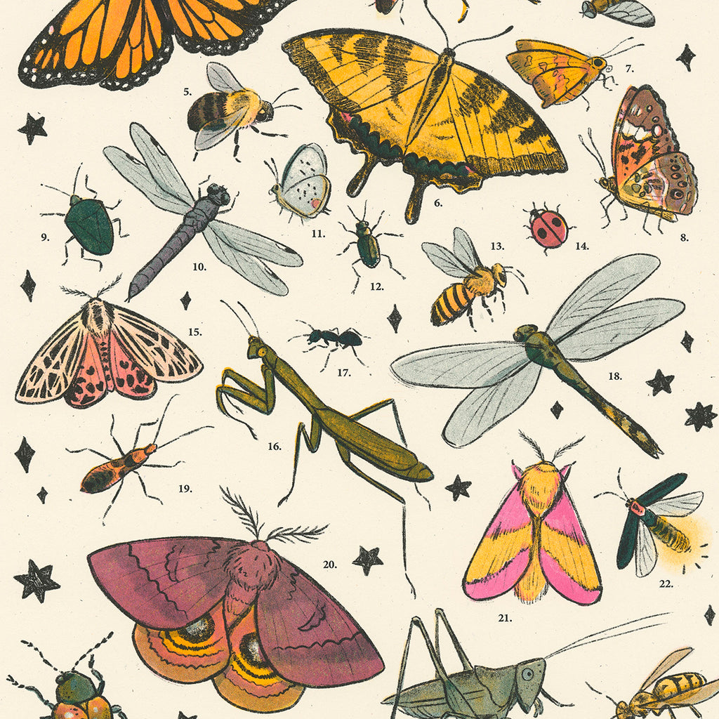 Mid-Atlantic Flora and Fauna Print Series by Kailyn Knight